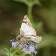 Heliopetes laviana