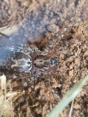 Corinnidae