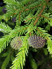 Picea orientalis