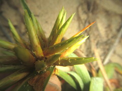 Cyperus crassipes