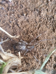 Corinnidae