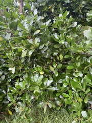 Corynocarpus laevigatus