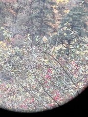 Trochalopteron variegatum