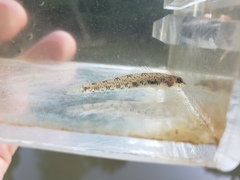 Etheostoma stigmaeum