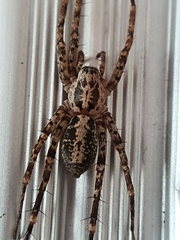 Corinnidae