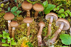 Cortinarius pholideus