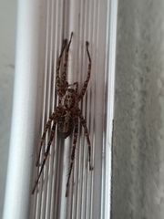 Corinnidae