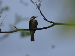 Myiodynastes luteiventris