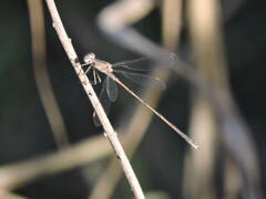 Lestidae