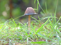 Coprinus