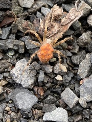 Araneus