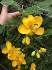 Senna pendula