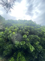 Dysoxylum spectabile