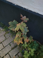 Acer pseudoplatanus