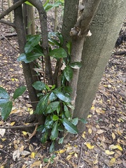 Corynocarpus laevigatus