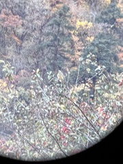 Trochalopteron variegatum