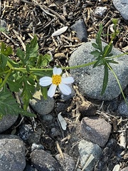 Coreocarpus parthenioides parthenioides