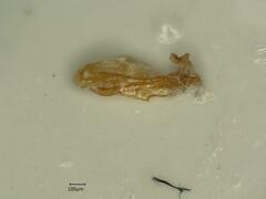 Cixius distinguendus