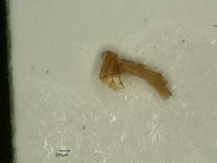 Cixius distinguendus