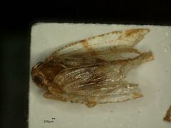 Cixius distinguendus