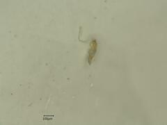 Edwardsiana frustrator