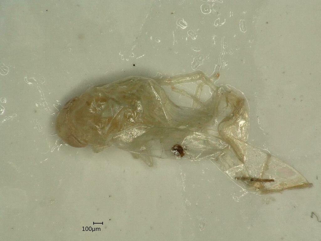 Leafhopper