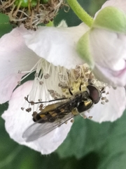 Meliscaeva auricollis