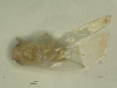 Edwardsiana ulmiphagus