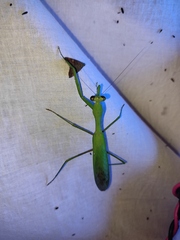 Hierodula membranacea