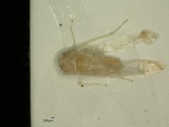 Edwardsiana ulmiphagus