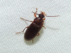 Hymenorus