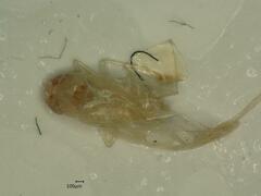 Edwardsiana ulmiphagus