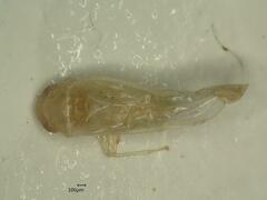 Edwardsiana ulmiphagus