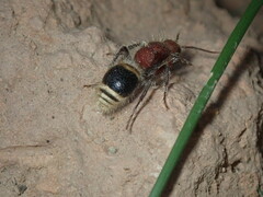Pseudophotopsis