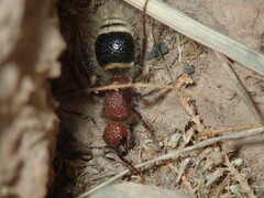 Pseudophotopsis