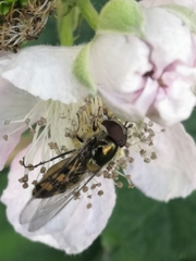 Meliscaeva auricollis