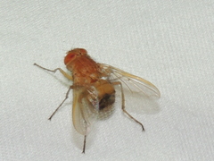 Ormia