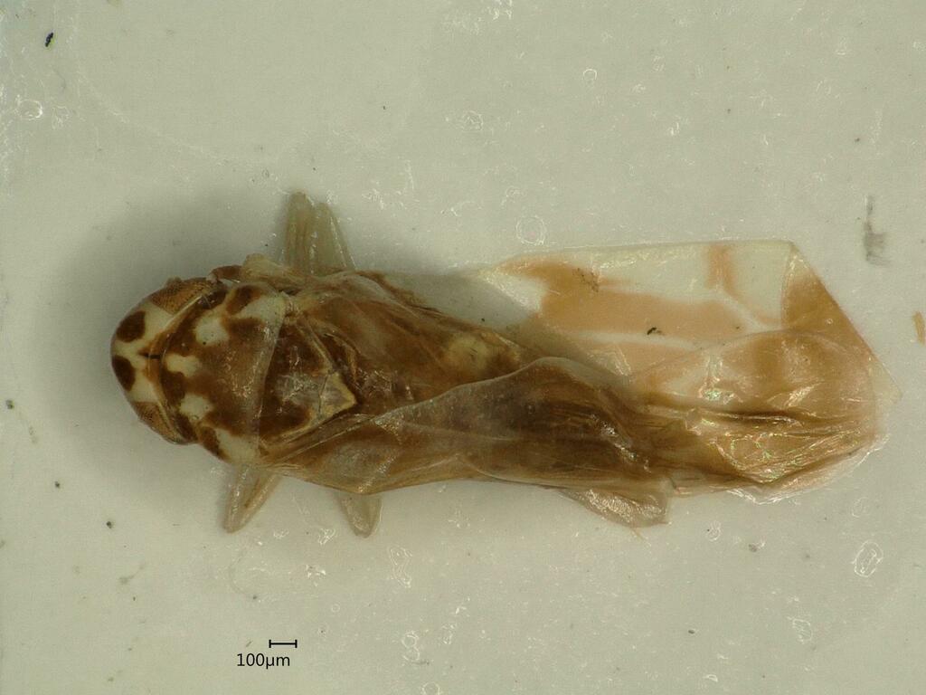 Eupteryx calcarata