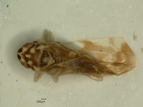 Eupteryx calcarata