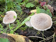 Coprinopsis melanthina