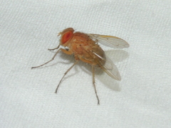 Ormia