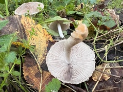 Coprinopsis melanthina