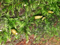 Buxbaumia viridis