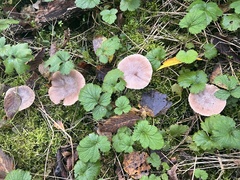 Coprinopsis melanthina