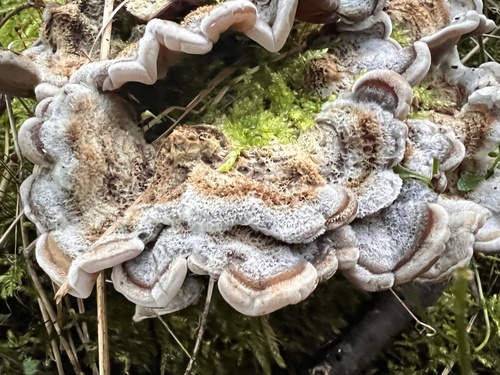 Tripe Fungus
