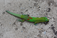 Phelsuma laticauda
