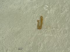 Macrosteles variatus