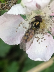 Meliscaeva auricollis