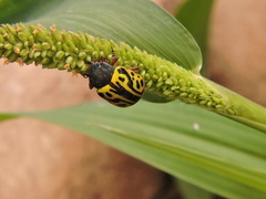 Calligrapha serpentina