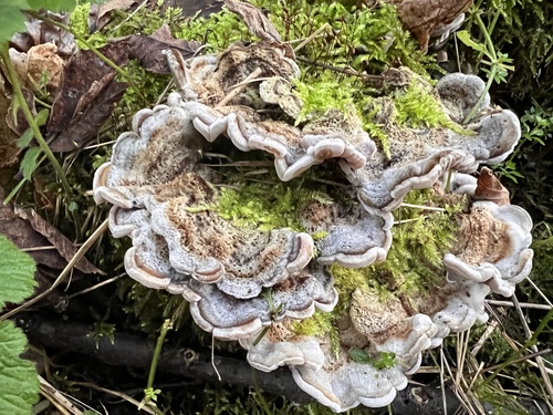 Tripe Fungus